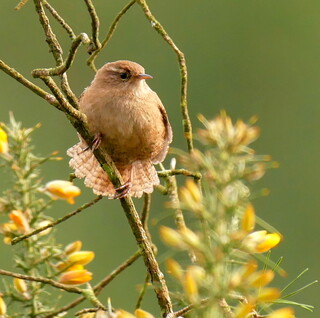 Wren fanning tail