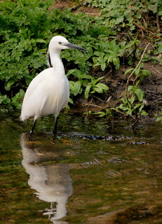 Little egret
