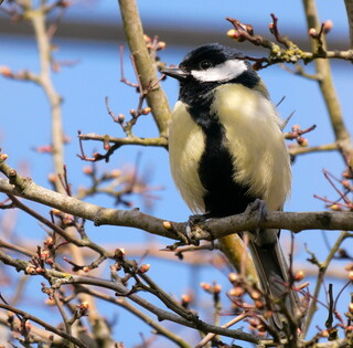 Great tit
