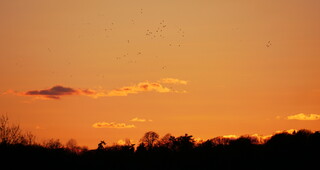 Sunset crows #1