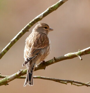 Linnet