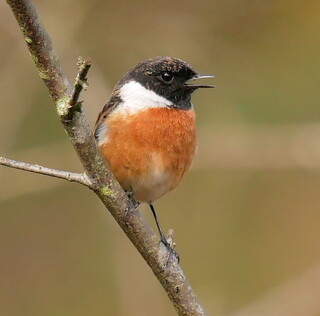 Vocal stonechat