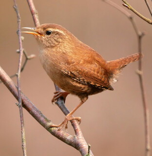 Territorial wren
