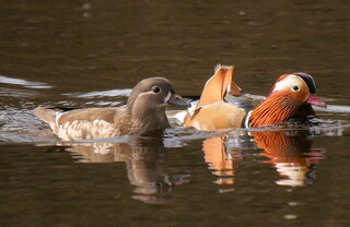 Mandarin duck pair