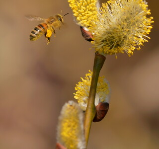 Honeybee on goat willow