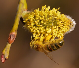 Honey bee on goat willow