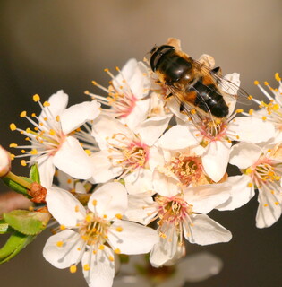 Drone fly on blackthorn