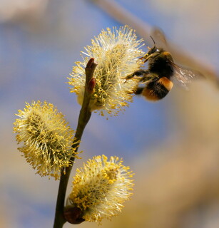 Bumblebee on goat willow