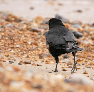 Crow on beach