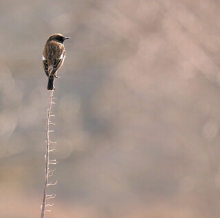 Stonechat standing tall