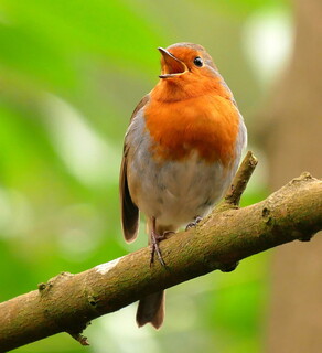 Robin singing