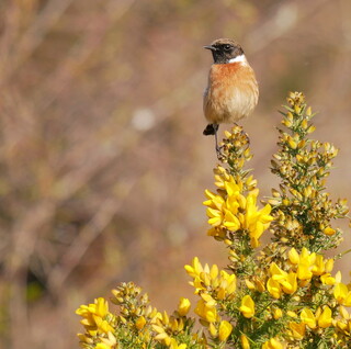 Stonechat on gorse