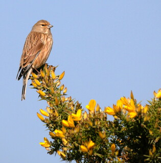 Linnet on gorse