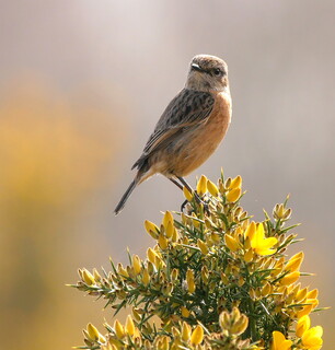 Stonechat on gorse