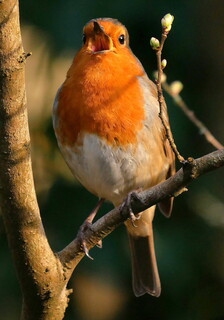 Robin loud and proud