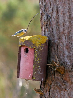Blue tit checking the nest box