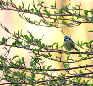 Blue tit