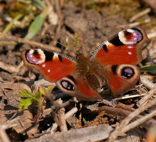 Peacock butterfly