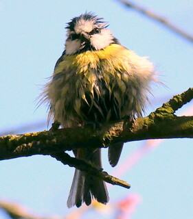 Scruffy blue tit