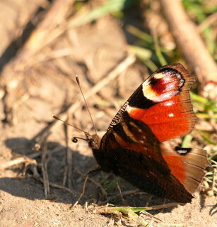 Peacock butterfly tongue