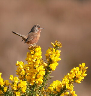 Classic Dartford warbler on gorse