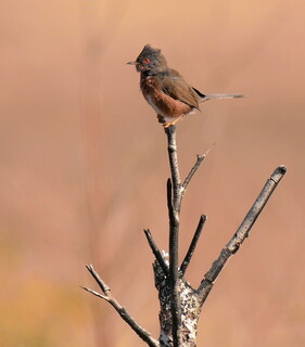 Dartford warbler