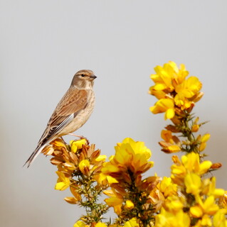 Linnet on gorse