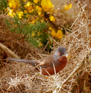 Dartford warbler collecting nesting material