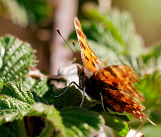 Comma butterfly