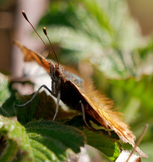 Comma butterfly low profile