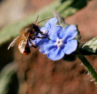 Tiny bee on green alkanet