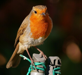 Garden robin