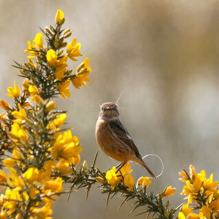 Stonechat with nesting material