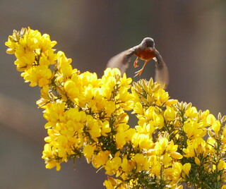 Dartford warbler launching
