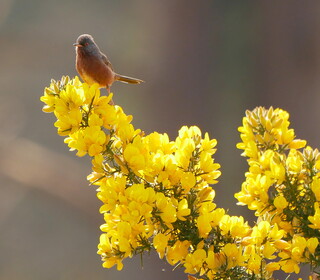 Dartford warbler on gorse