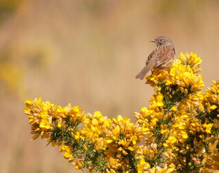 Dunnock on gorse