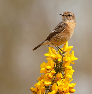 Stonechat on gorse