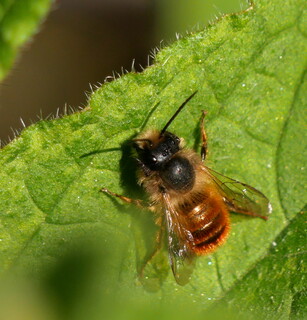 Red mason bee