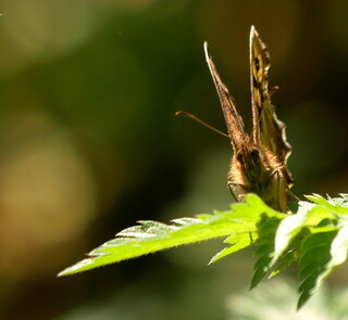 Speckled wood butterfly