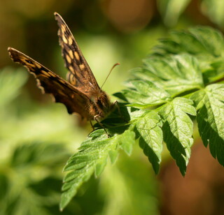Speckled wood butterfly