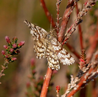 Latticed heath moth