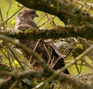 Buzzard hide and seek