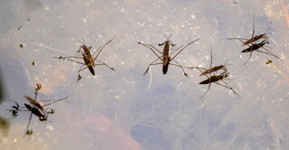 Pond skaters