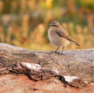 Wheatear