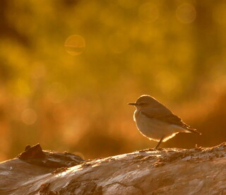 Golden hour wheatear