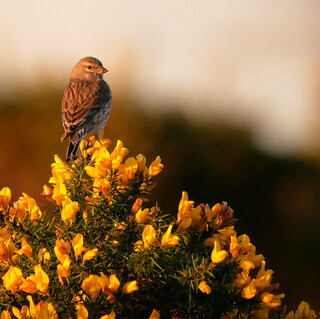 Golden hour linnet
