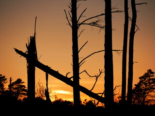 Thursley sunset through trees #1