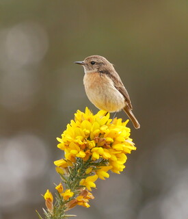 Stonechat on gorse-top