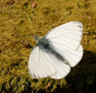 Green-veined white butterfly
