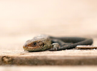 Boardwalk lizard #2